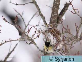 IMG_1377_2_2.JPG