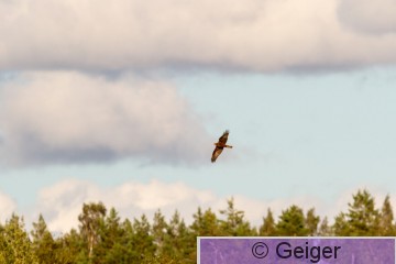 IMG_7337.jpg