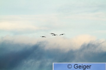 IMG_7423.jpg