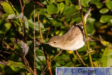 IMG_7564.jpg