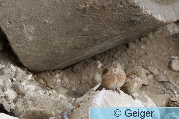 IMG_8060.jpg