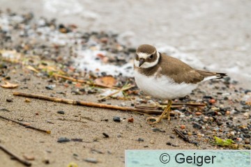 IMG_8288.jpg