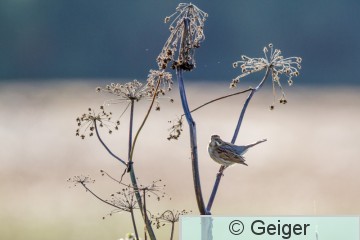 IMG_8455.jpg