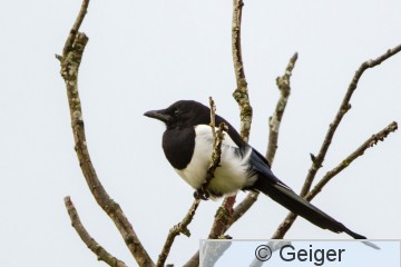 IMG_8783.jpg