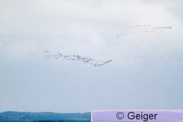 IMG_9285.jpg