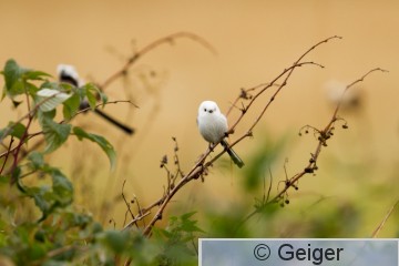 IMG_9419.jpg