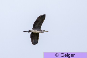 IMG_9497.jpg