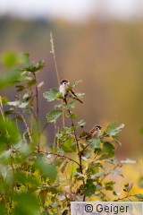 IMG_9645-1-1.jpg