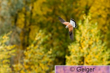 IMG_0287.jpg