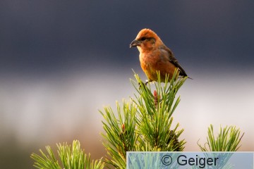IMG_0604.jpg