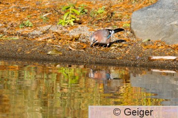 IMG_0732.jpg