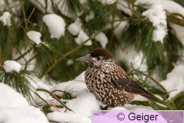 IMG_1326.jpg