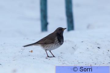 IMG_3356.jpg
