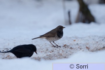 IMG_3368.jpg