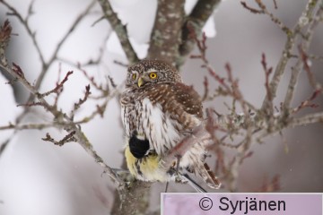IMG_1683_2.JPG