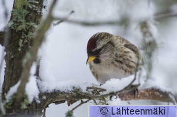 Urpiainen6_Reijo Lähteenmäki.jpg
