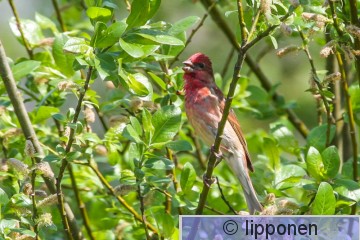 punavarpunen LR-0355.jpg