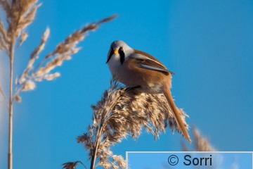 IMG_4069.jpg