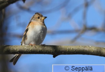 järripeippo_naaras_Tampere110410_iso.jpg