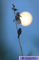 ruokokerttunen_Helsinki110617_iso1e.jpg