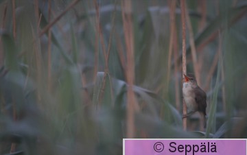 luhtakerttunen_Helsinki110617.jpg