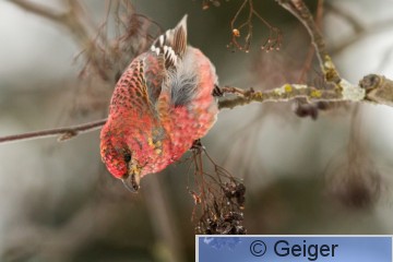 IMG_1785.jpg