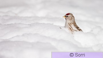 _DS31435-3.jpg