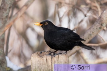 _DS31399.jpg