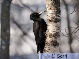 _DS32471-2.jpg