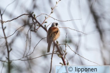 Pussitiainen LR-1630.jpg