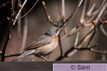 _DS34948.jpg