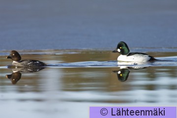 00013 Telkkä_koiras ja naaras 31032007 Hämeekyrö Mihari Lemmakkalanjärvi.jpg