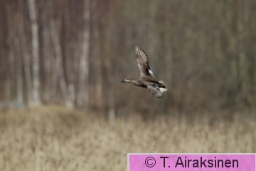 IMG_0212.jpg