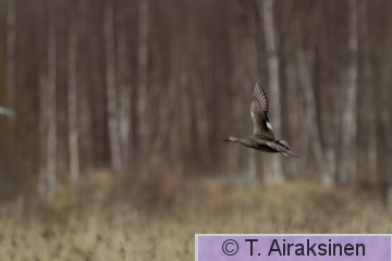 IMG_0213.jpg