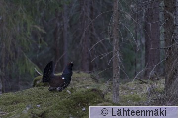 Metso11_Reijo Lähteenmäki.jpg