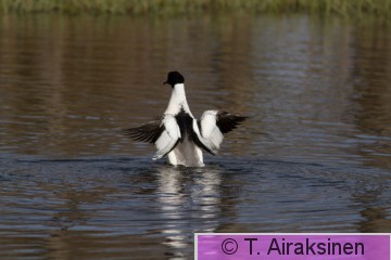 IMG_0562.jpg