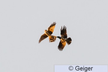 IMG_3385.jpg