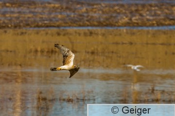 IMG_3431.jpg