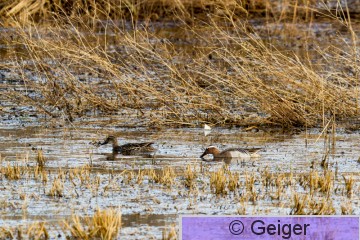 IMG_3688.jpg