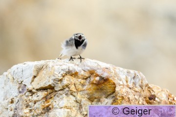 IMG_4150.jpg