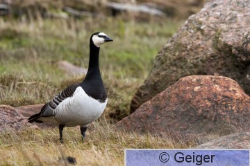 IMG_4516.jpg