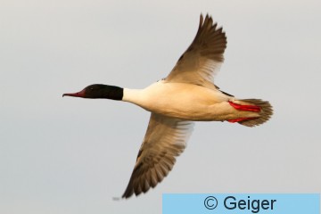 IMG_4764.jpg