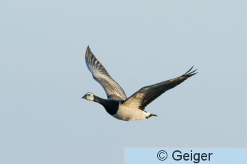 IMG_4965.jpg