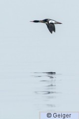 IMG_5090.jpg