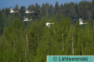 Laulujoutsen38_Reijo Lähteenmäki.jpg