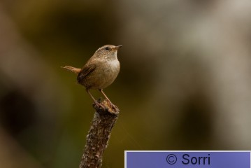 _DS37193.jpg