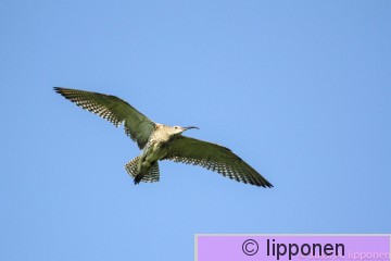 Kuovi LR_3372-3372.jpg