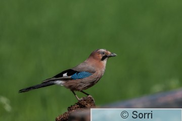 _DS37735.jpg
