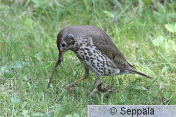 laulurastas_Kuru100605_iso.jpg