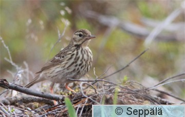 metsäkirvinen_Kuru110625_iso1.jpg